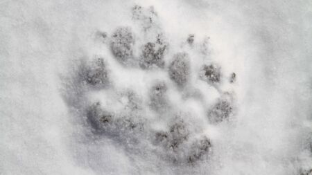 Wolfsspur