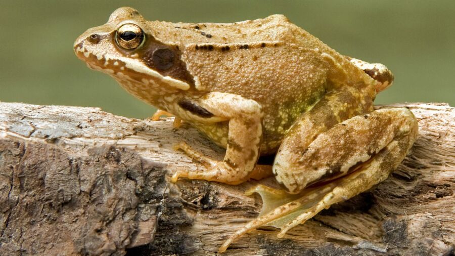 Grasfrosch